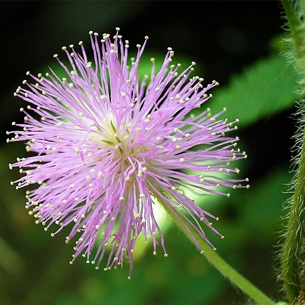 Италиански семена за Mimosa Pudica