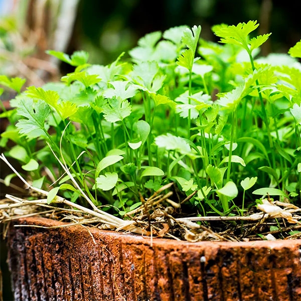 Семена за Кориандър (Coriandrum Sativum)