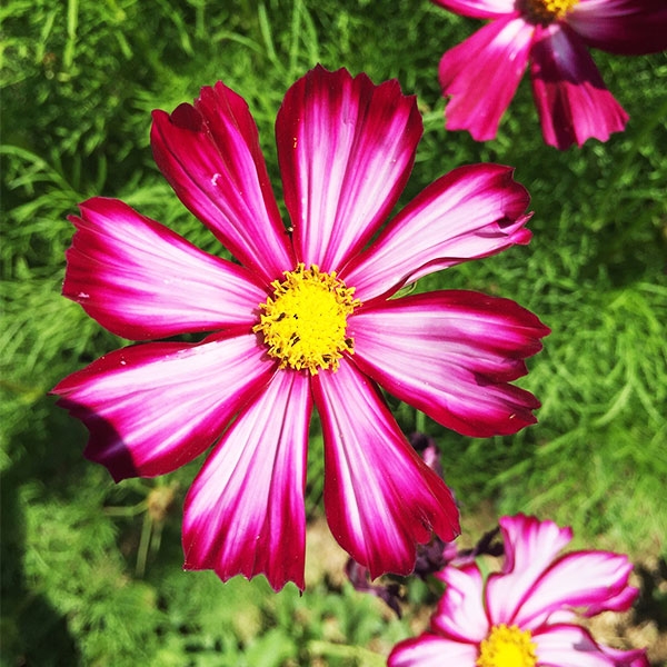 Семена за Космос Picotee Микс