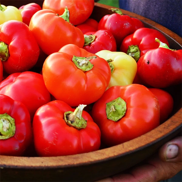 Семена за саксийни люти чушки Alma Picante